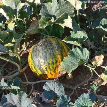 Cucumis melo Banana di Lentigione