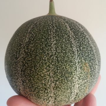 Cucumis melo Petit Gris de Rennes