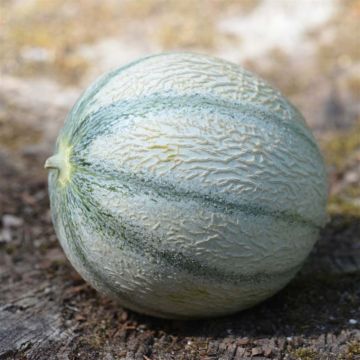 Cucumis melo Rerato Degli Ortolani Bio