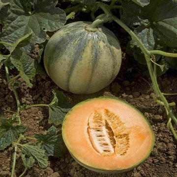 Melon Rubens F1 - Cucumis melo