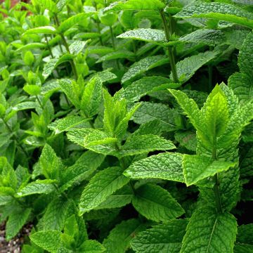 Mentha piperita officinalis Alba - Mint