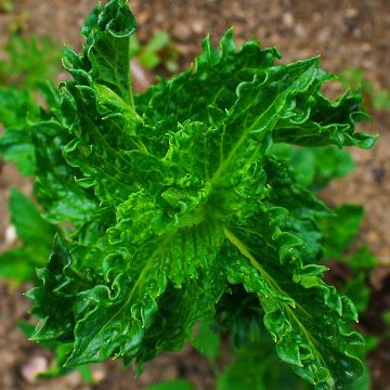 Organic Curly or Crinkled Mint - Mentha spicata Crispa