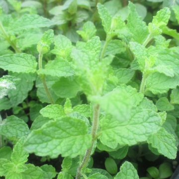 Organic Mentha spicata Fraise