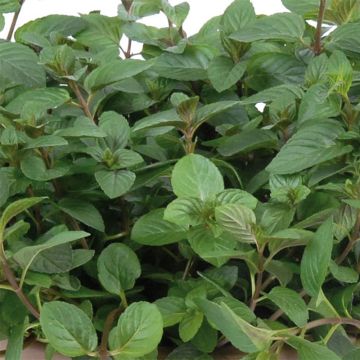 Chocolate Mint - Mentha x piperita schocominze