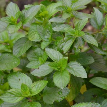 Mentha citrata Bergamote