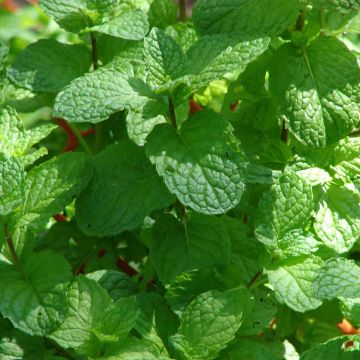 Mentha citrata Grapefruit