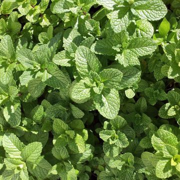 Mentha hemingwayensis Mojito