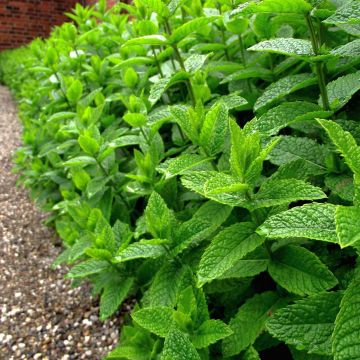 Organic Mentha piperita in Plants