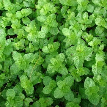 Mentha spicata Yakima