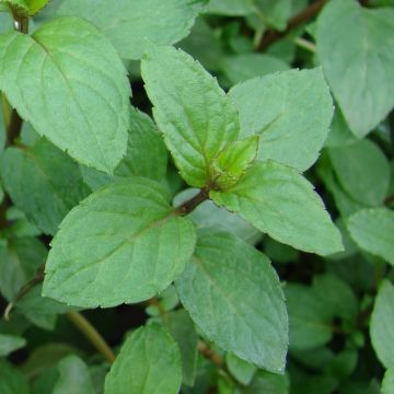 Mentha piperita Réglisse