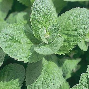 Mentha piperita Swiss