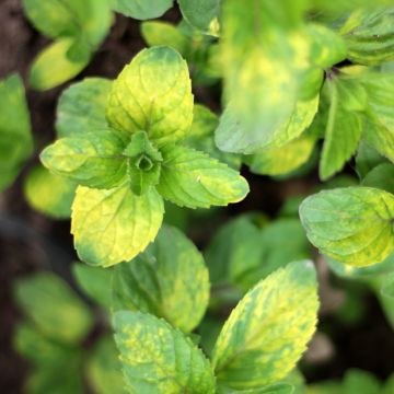 Mentha piperita Ginger