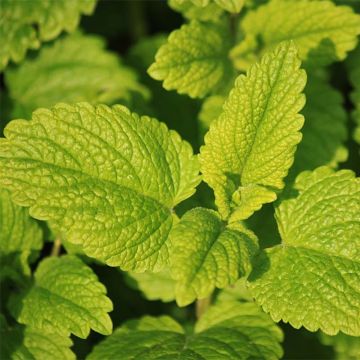 Mentha Tunisienne