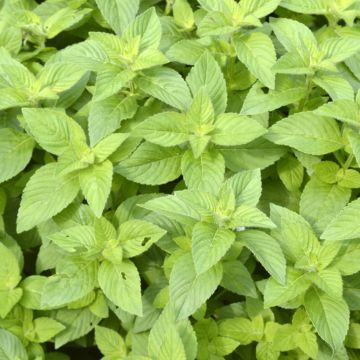 Mentha arvensis Banana