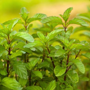 Mentha piperita Citrata - Mint