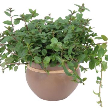 Mentha chocolat