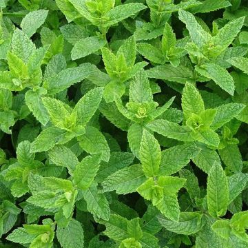 Organic Mentha spicata Nannah