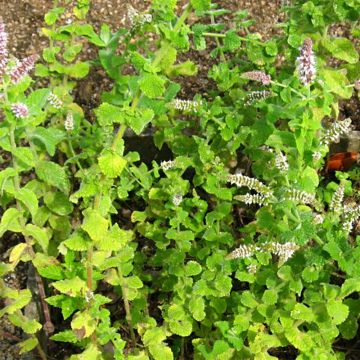 Organic Mentha rotundifolia