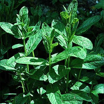 Mentha spicata 'Verte vraie'