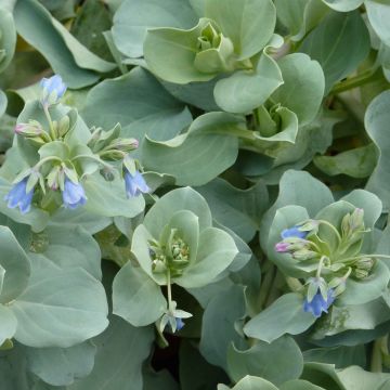 Mertensia maritima - Vegetable Oyster