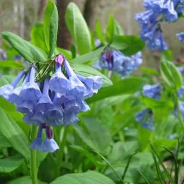 Virginian bluebells