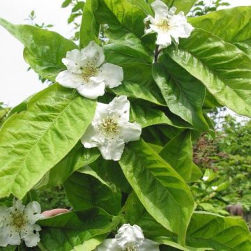 Mespilus germanica - Common Medlar