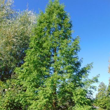 Metasequoia glyptostroboides - Dawn Redwood