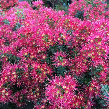 Metrosideros carminea Ferris Wheel