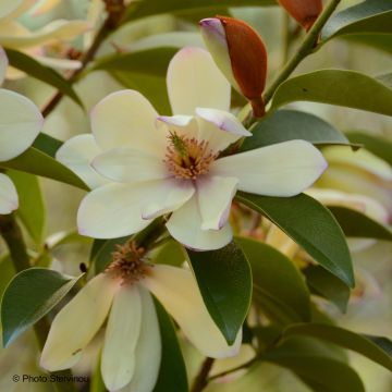 Magnolia Fairy Lime