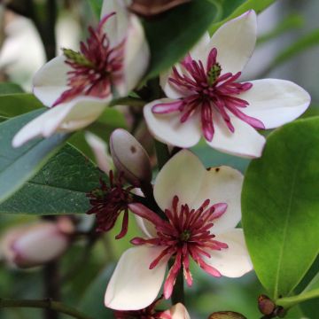 Magnolia (Michelia) laevifolia x figo White Caviar