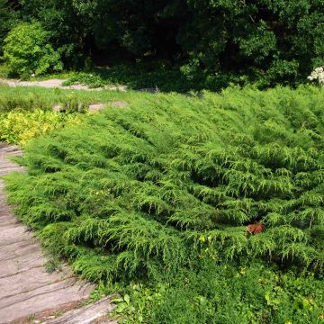 Creeping Siberian Cypress - Microbiota decussata