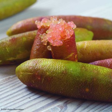 Finger lime green pearls - Microcitrus australasica