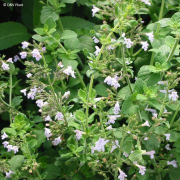 Micromeria thymifolia