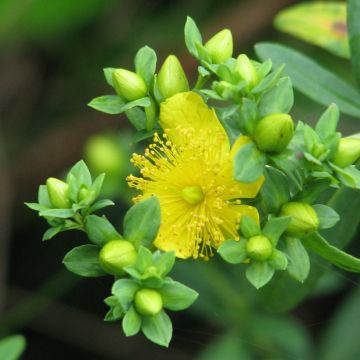 Hypericum kalmianum Cobalt-n-Gold - St. John's wort