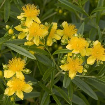 Hypericum kalmianum Sunny Boulevard Proven Winners - St. John's wort