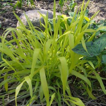 Milium effusum Aureum