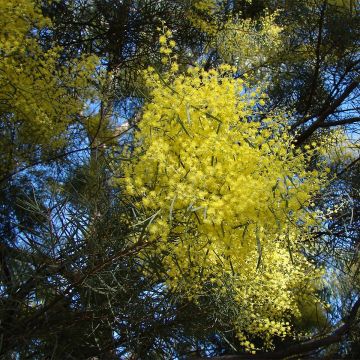 Acacia boormanii