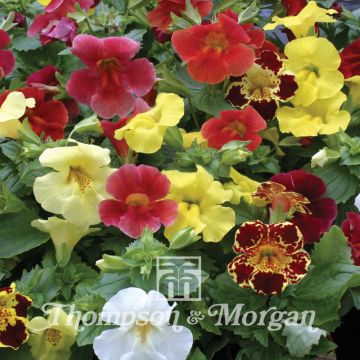 Mimulus hybridus Maximus Mixed