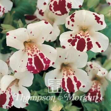 Mimulus Monkey Magic F1 Seeds - Monkey flower