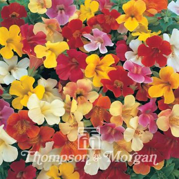 Mimulus hybridus Mystic Mixed