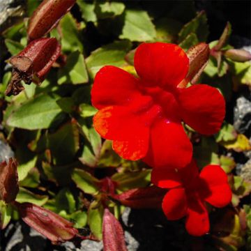 Mimulus cupreus Roter Kaiser