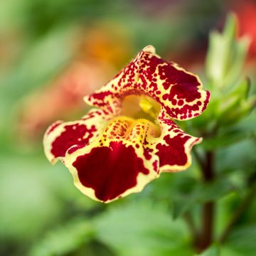 Mimulus luteus 