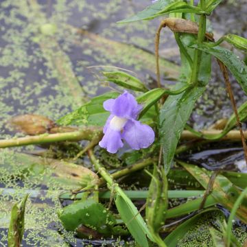 Mimulus ringens 