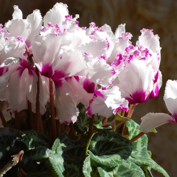 Cyclamen persicum Mini Absolu