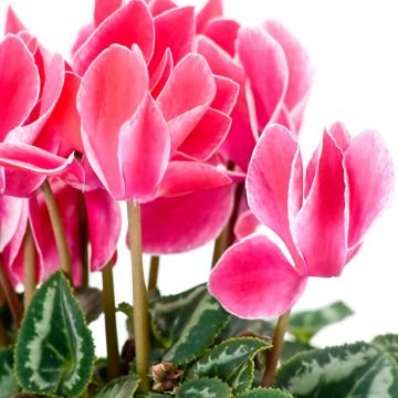 Cyclamen persicum Bisou Salmon