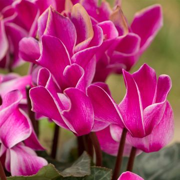 Cyclamen persicum Bisou Violet