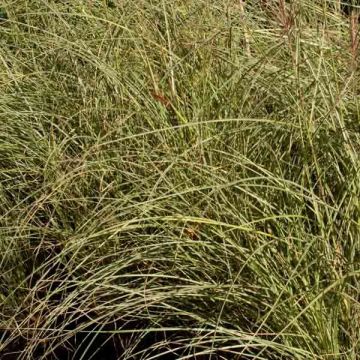 Miscanthus sinensis Morning Light - Silvergrass