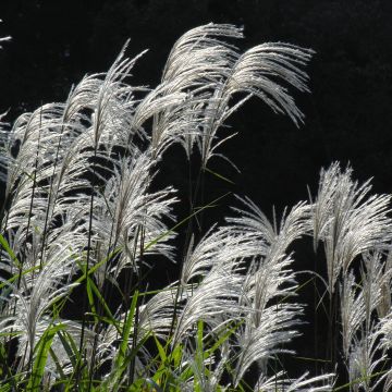 Miscanthus saccharifolius - Roseau de Chine