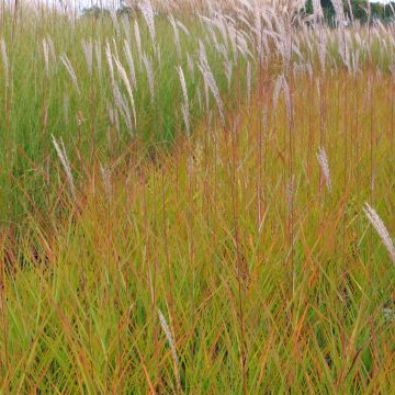 Miscanthus sinensis Afrika - Eulalie - Roseau de Chine