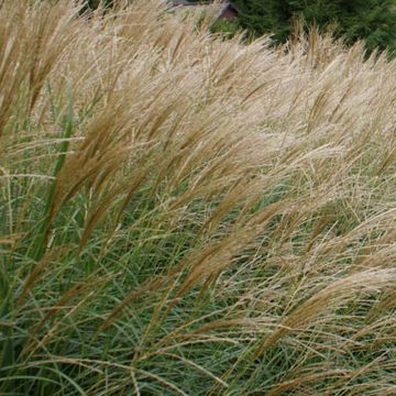 Miscanthus sinensis Arabesque - Roseau de Chine.